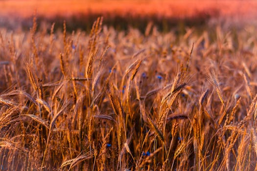 colorful legumes and grains